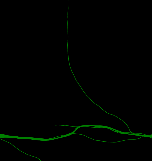 Physarum (Slime Mold)